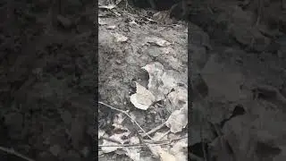 Джек рассел терьер на охоте