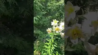 Букетная посадка из туи #пермакультура #сад #землематика #архитектура