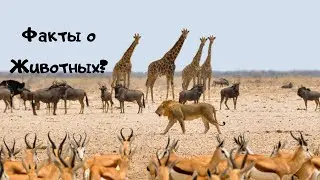 Факты о Животных
