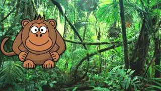 Plants animals and photosynthesis