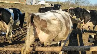 Наше хозяйство. Радуюсь тому, что живу на Беларускай земле...