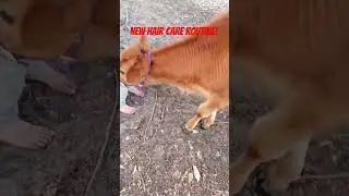 🐄🙈 New Hair Care Routine! #haircare #moisturizer #cowlick #homesteading