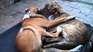Sophie and Pilot - Two Funny Dogs Making Out