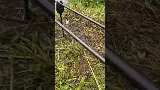 #карп #carpfish #карась #fishing #щука #fish #рыбалка #юмор #freshwaterfish #рыба