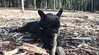 Брюс