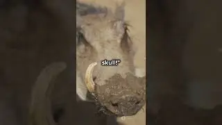 3 Wild Facts About the Babirusa! #shorts #babirusa