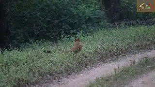 Wild Dog playing on the main road. Kanha National Park