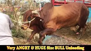 Full Heavy & Beautifull Bulls Unloading | Must Watch