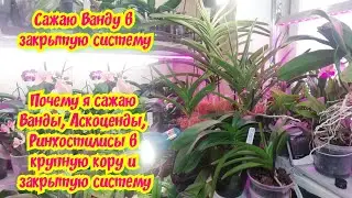 Посадка Ванды в Закрытую систему✔️Прежде чем купить смотрим на рост корней,листьев кол-во цветоносов