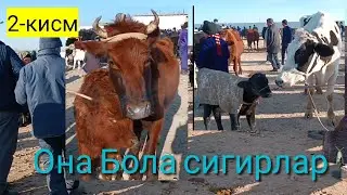 КОВЧИН МОЛ БОЗОРИ  2-КИСМ. ОНА БОЛА СИГИРЛАР НАРХЛАРИ