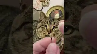 Lovely Cat.