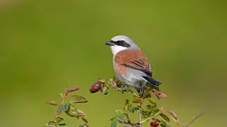 Kızılsırtlı Örümcekkuşu /  Red-backed Shrike /Antalya / Vahşi Yaşam / Wildlife