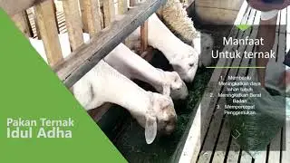 Pakan Ternak Idul Adha Rumput Pakchong Hijauan dan Silase