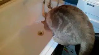 Cat Bath Freak Out -Riki the cat says 'NO!' to bath
