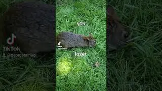 you loser