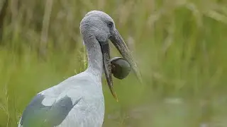 Open bill stork feeding on shell molluscs at Tadoba Andhari Tiger Reserve