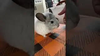 CHINCHILLA IS READY FOR THE SEASON 🏈