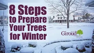 8 steps to prepare your trees for winter