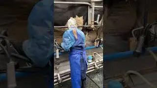 Аудит доения одного из хозяйств, пользующегося услугами и продукцией компании Protect&Feed