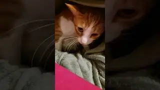 So fühl ich mich auch jeden Morgen...#katze #aufstehen #morgenmuffel