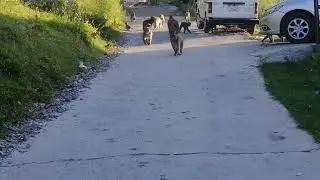 Morning Monkeys walk at Kala Bagh site Natya Ghali