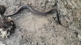 The Snake