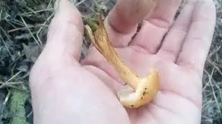 Грибы в Январе.