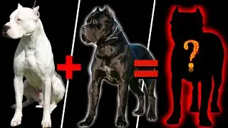 TOP 18 Misturas de CANE CORSO que você Precisa conhecer!! [mix com Rottweiler, Pitbull, Doberman,.]