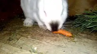 Feeding Rabbits Carrots: Benefits and Risks