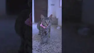 3 Cat Products 🐈 लेकर आया #shorts #cats