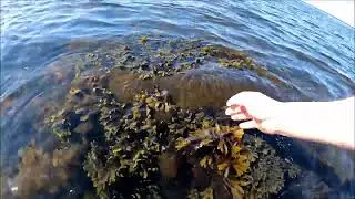 Підводна краса Балтійського моря.