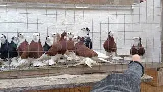 продано Акка (Акуши)