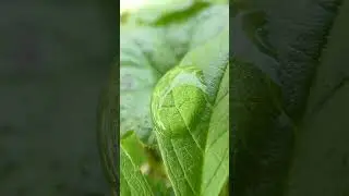zoom foto 60x