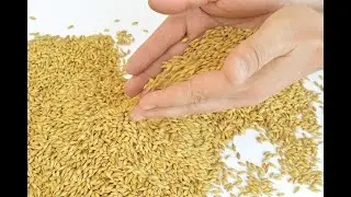 Обработка семян микроэлементами Агрогумат +7