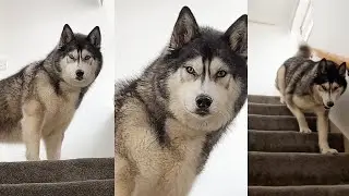 My Husky Is MAD About Something! 