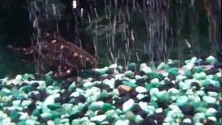 charlie fish.