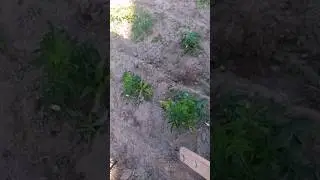 Борьба с сорняками. Плоскорез Фокина творит чудеса! 