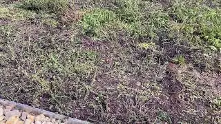 Dachbepflanzung der Firma Heygrün aus Köln.