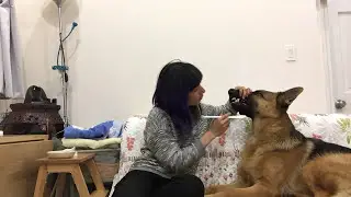 German Shepherd Rambo Loves Teeth Brushing