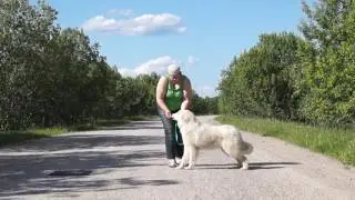 Пиренейская горная собака YAKOGOR SHAMPAN` ARDENNI