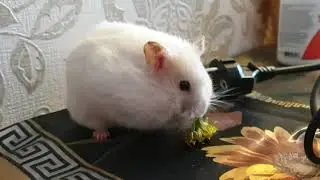 Хомяк жует одуванчик