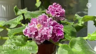 ФИАЛКИ-РАЗОЧАРОВАНИЯ. ПТ-Катерина, АВ-Ёжик в Тумане, Dn-Royal Blue, НК-Шекспир, АВ-Панакота,