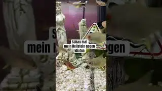 Ein Heilstein gegen