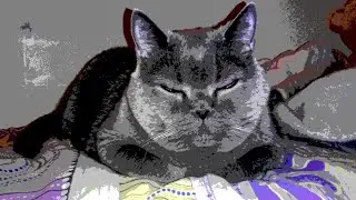 кот Жорик 🐈🐈🐈