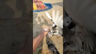 Pigeon Lover