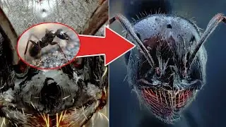 Seperti Apa Bentuk Serangga Dilihat Dari Dekat, Ternyata Begini Penampilannya