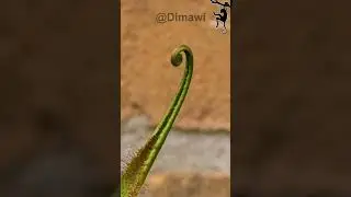 Drosera Adelae leave growing timelaps over 2 weeks