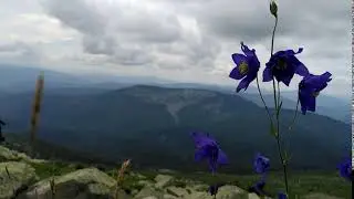 цветок на фоне гор