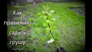 Как правильно садить грушу.