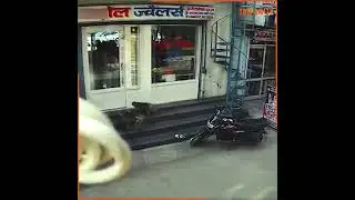 Monkey Protect it's Friends from Previous Shopkeeper